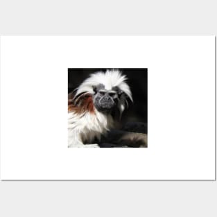 Cotton-top Tamarin Posters and Art